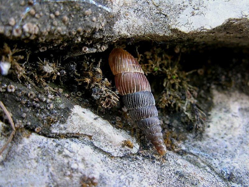 Charpentieria (Itala) clavata lorinae (Gredler, 1869)